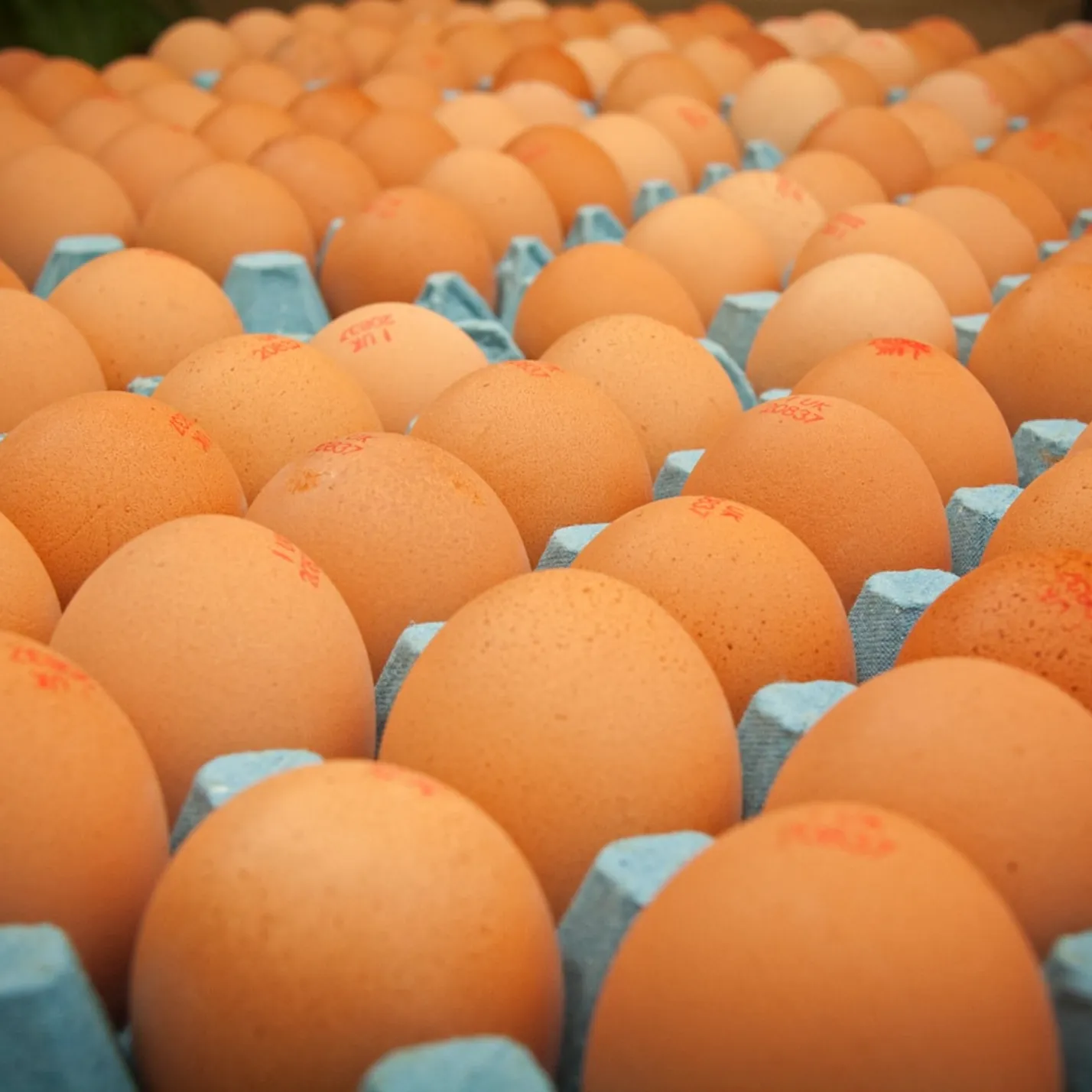 Brown eggs in blue carton, stamped with red markings, neatly arranged.