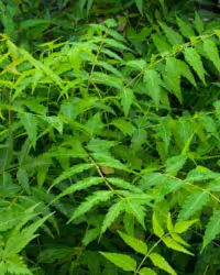 a close up of a green plant