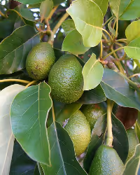 a close up of a green plant
