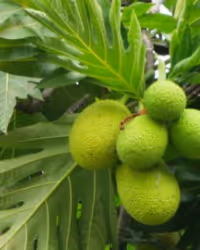 a close up of a green plant