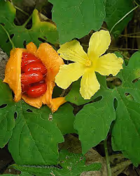 a close up of a plant
