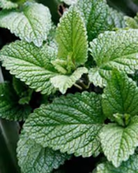 a close up of a green plant