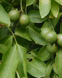 a close up of a green plant