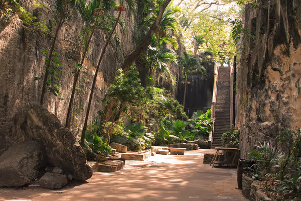 a large tree in a forest
