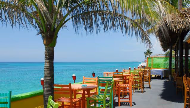 a group of palm trees next to a body of water