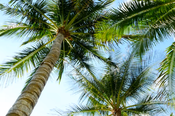 a group of palm trees next to a tree