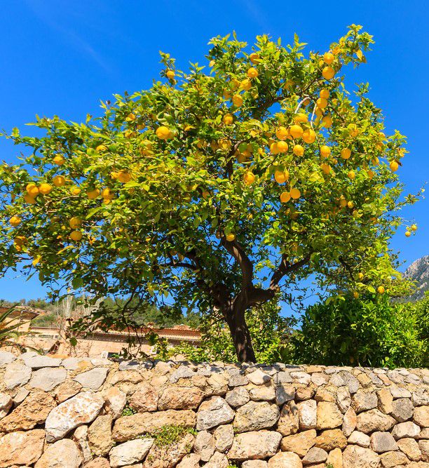 limón tree ibiza