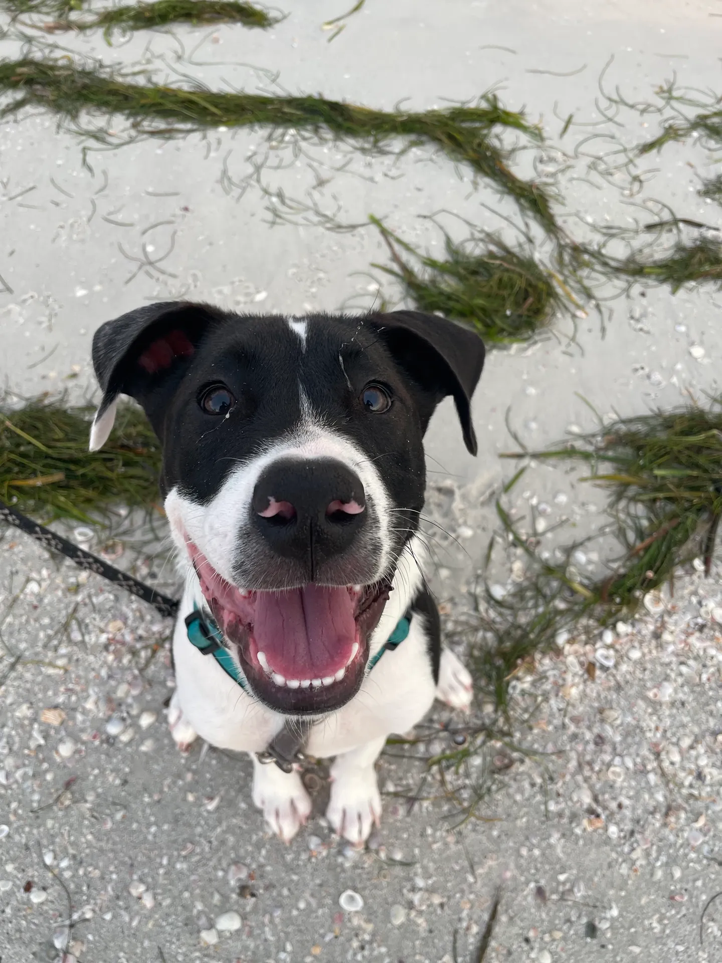 image of a pet training class