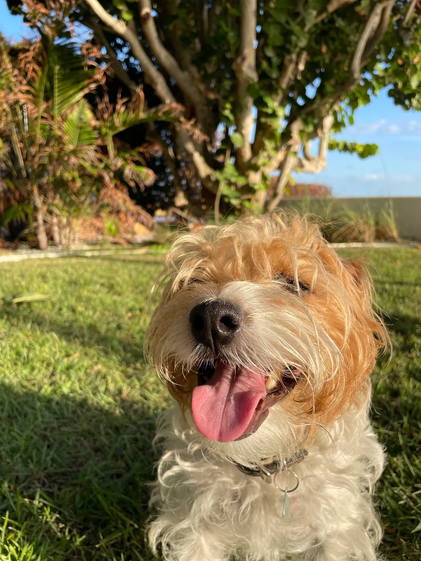 image of a pet training class