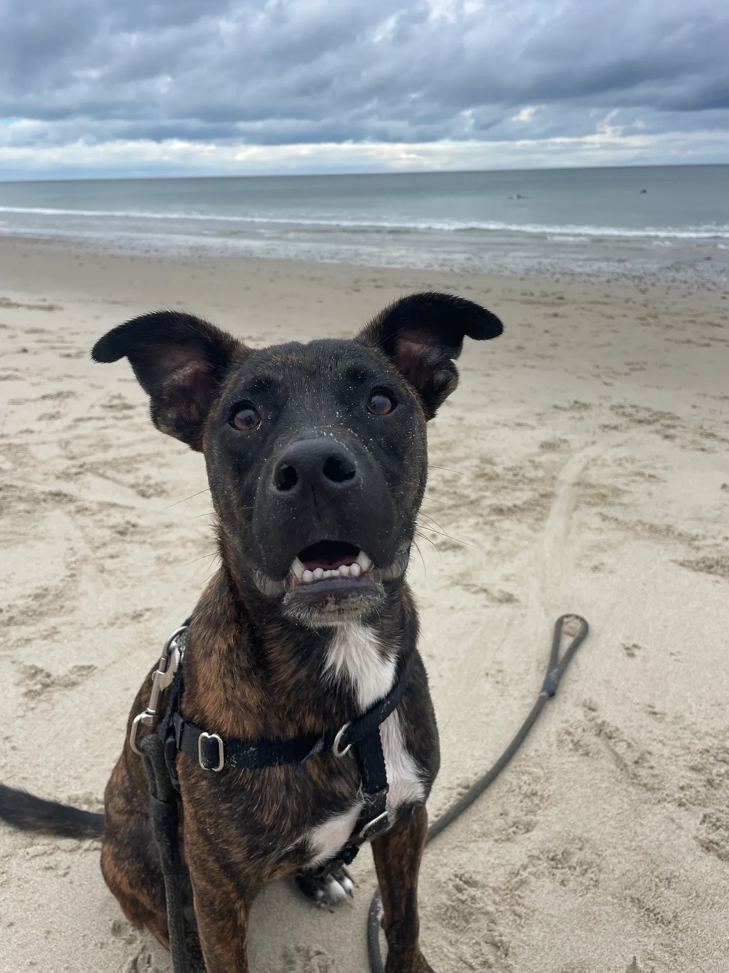 image of donation process (for a animal welfare nonprofit)