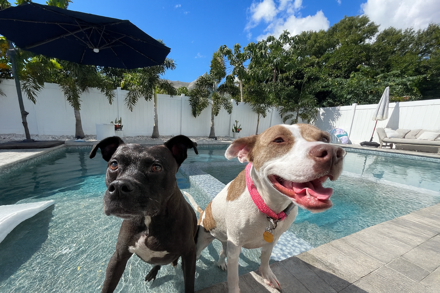 image of a pet training class