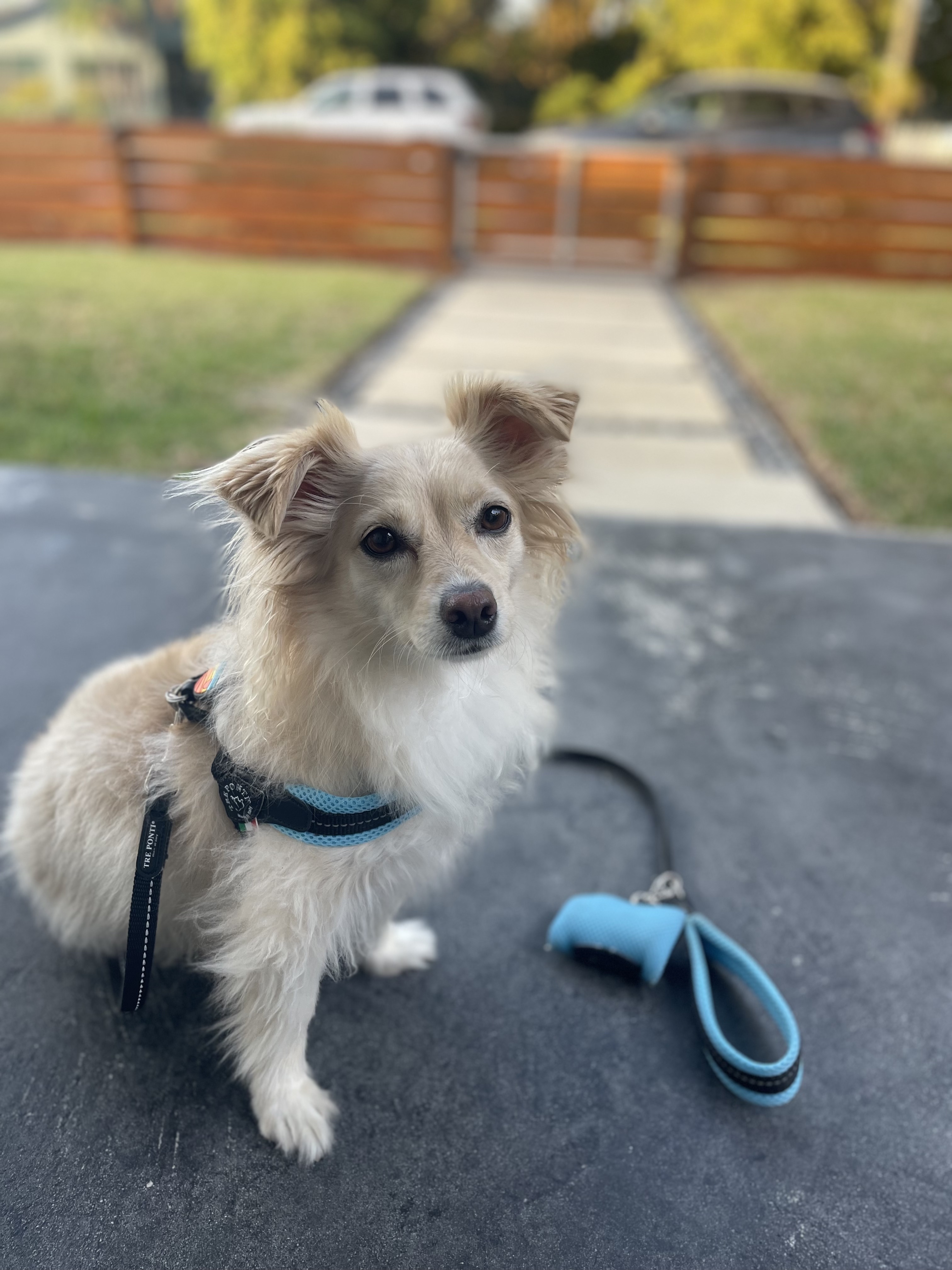 image of a pet training class