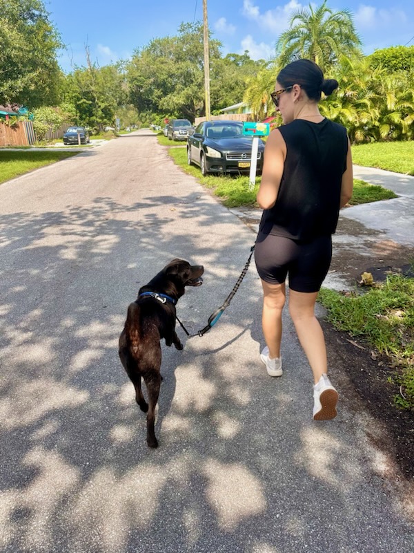 image of a pet training class