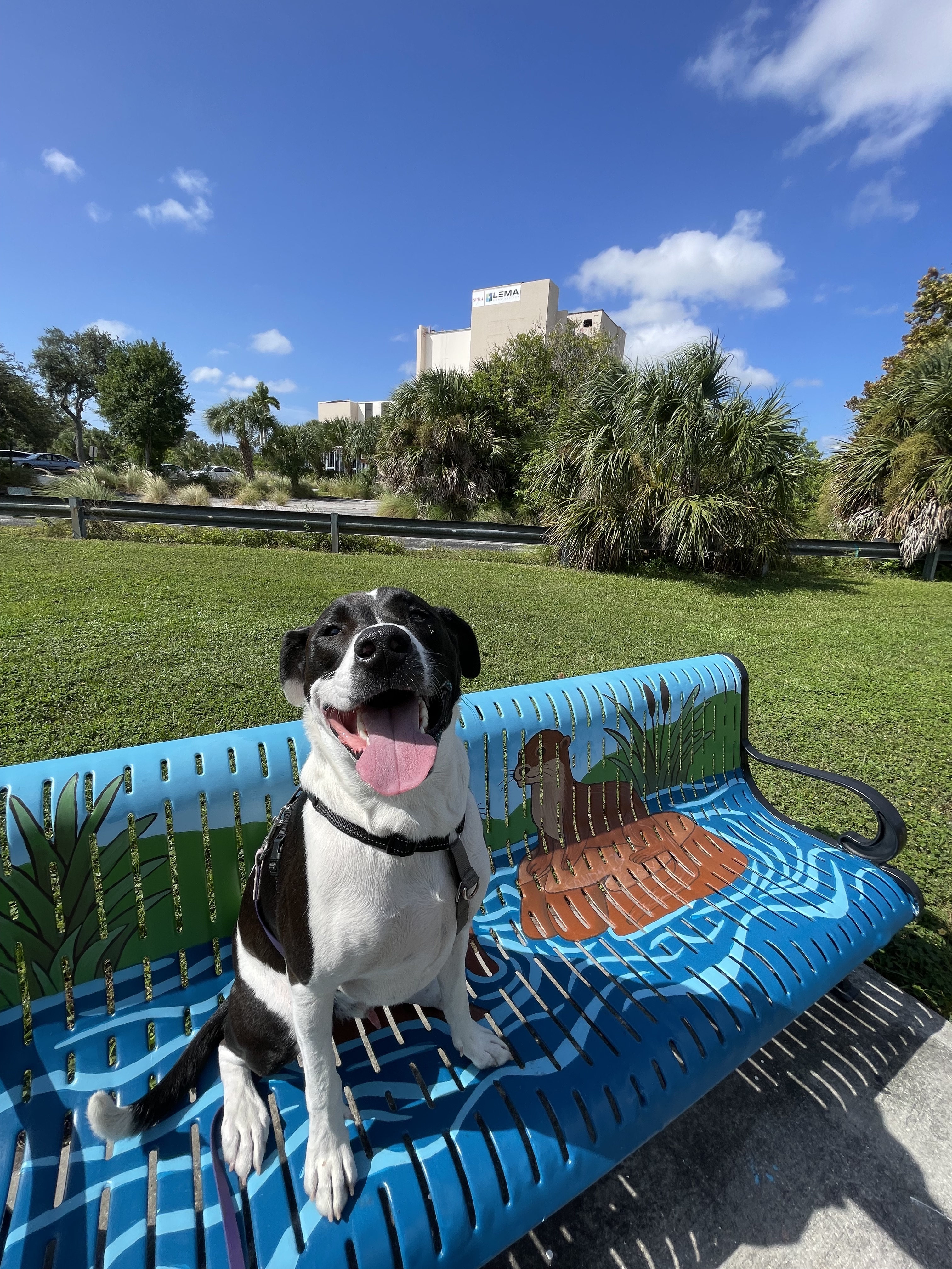 image of a pet training class