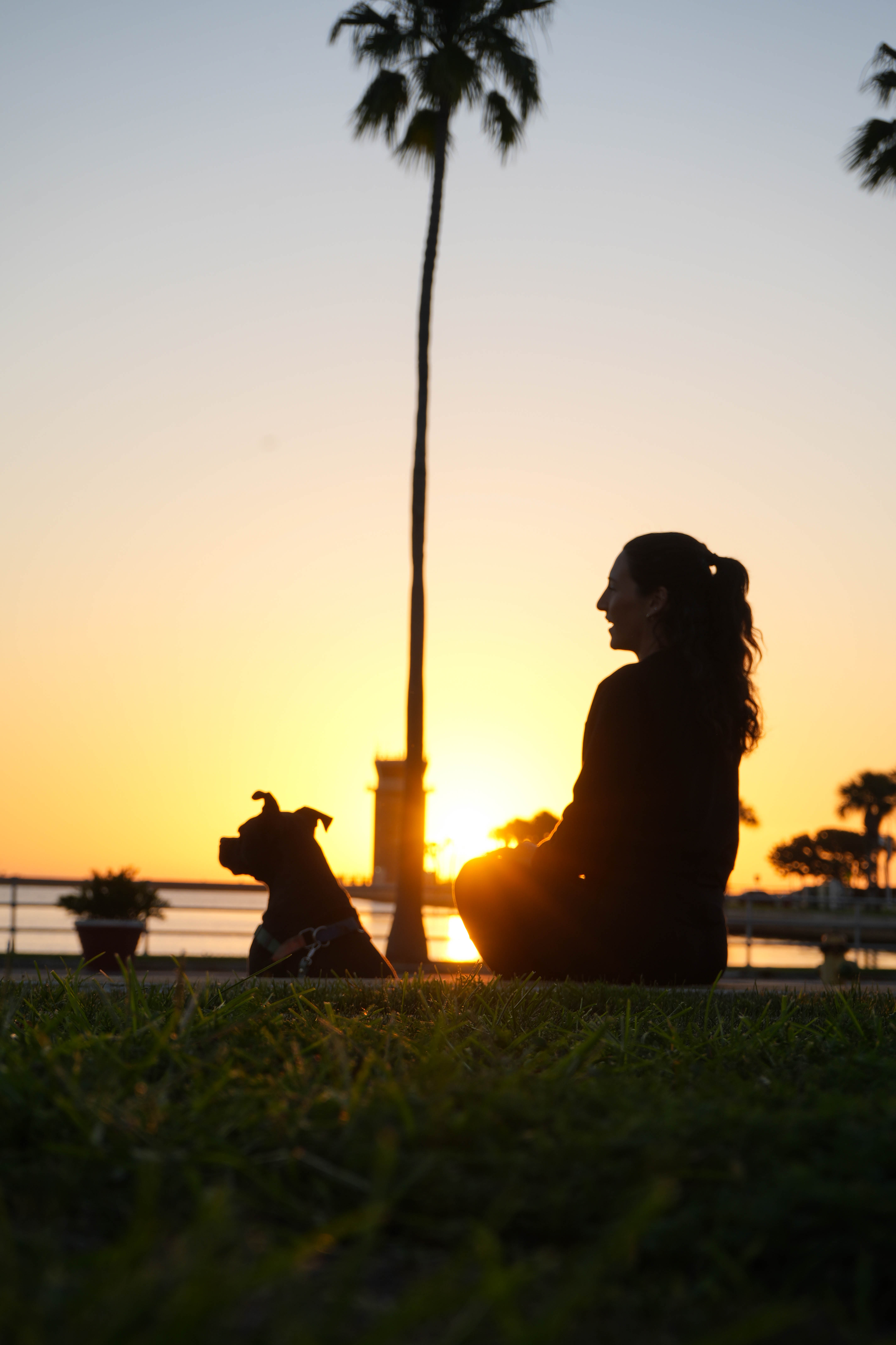 image of a pet training class