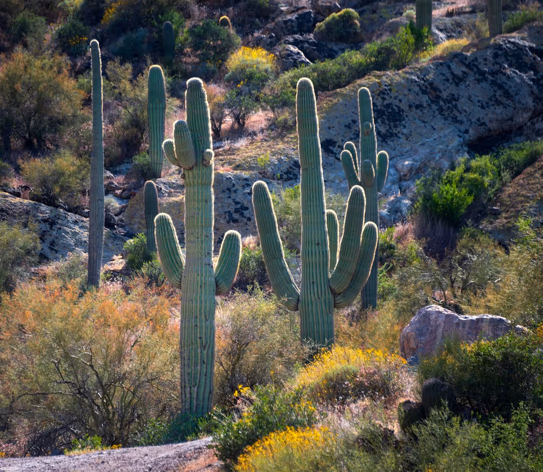 sunny arizona landscape - heat pump repair chandler, az