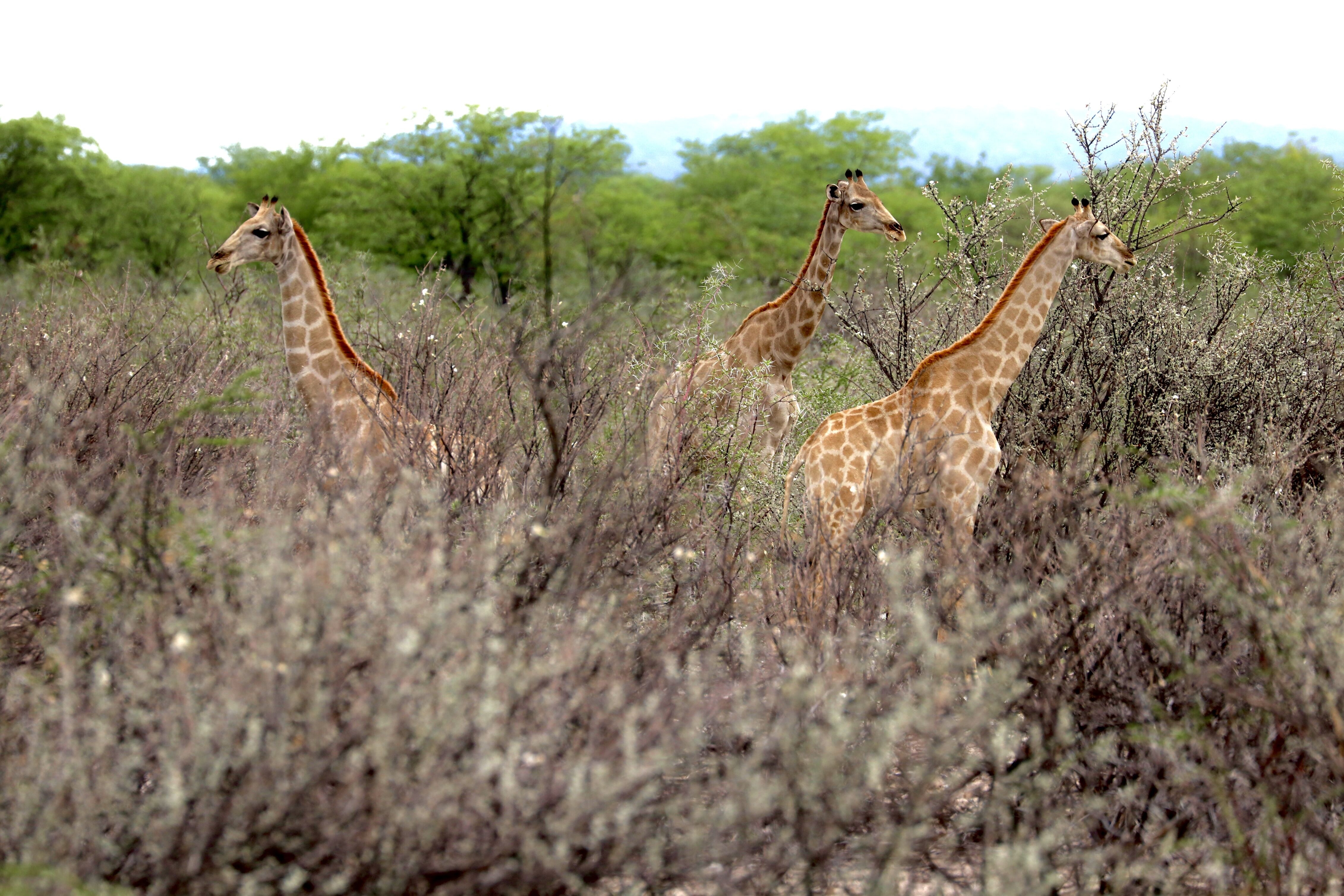 image of a local tour guide (for a travel agency)