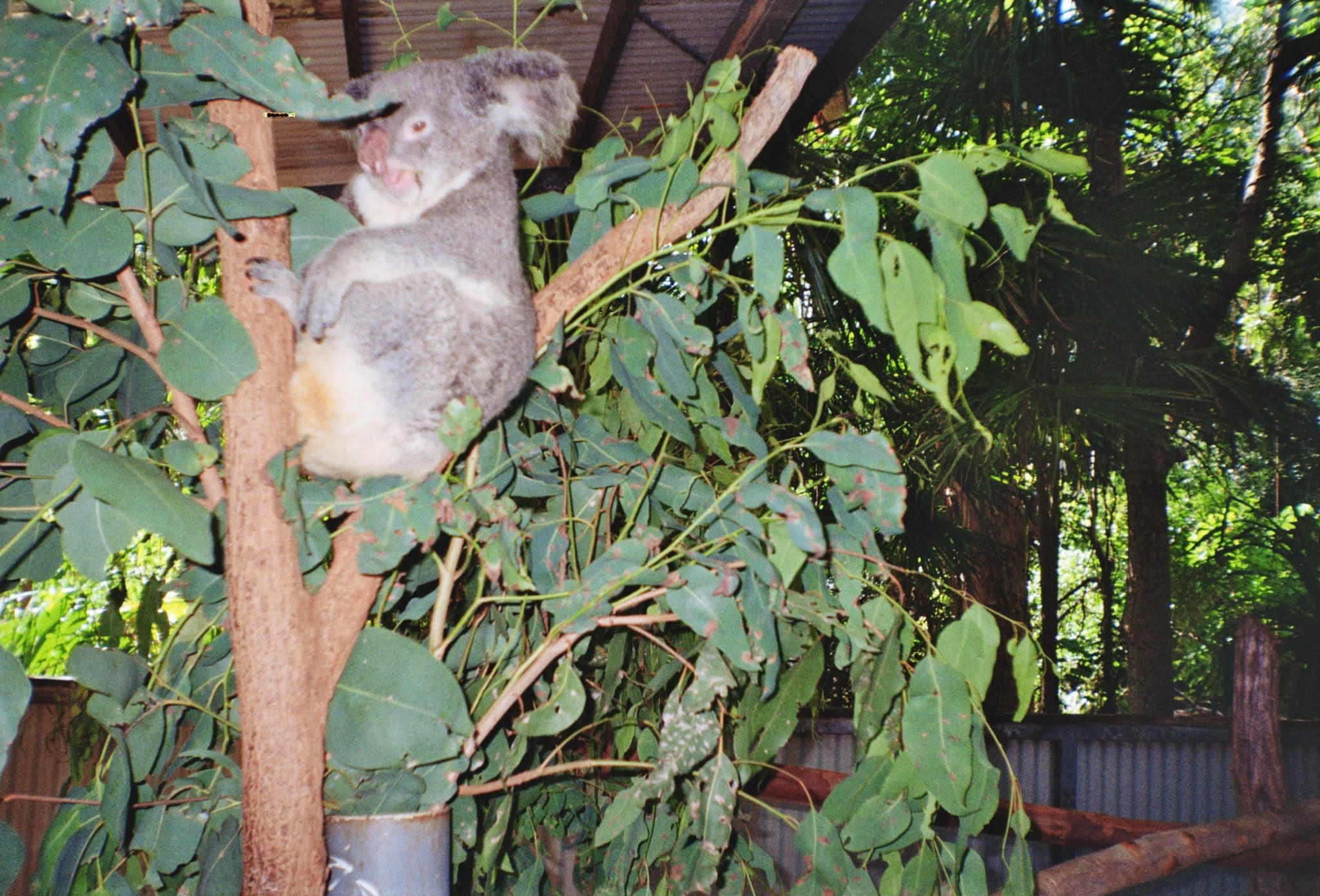 image of a local tour guide (for a travel agency)