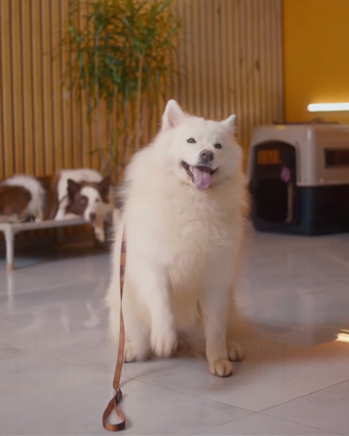 Fluffy white dog sitting on floor with leash in front, brown and white dog lying on raised bed in the background indoors.