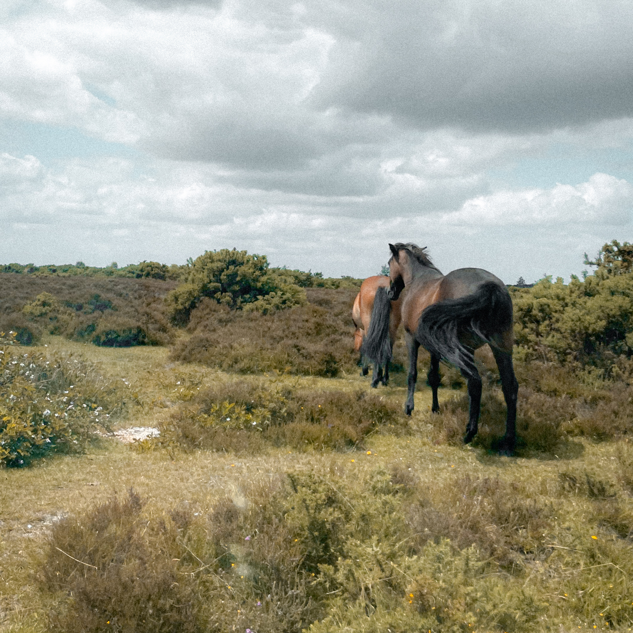Two horses walking away on a grassy path through bushes under a cloudy sky.