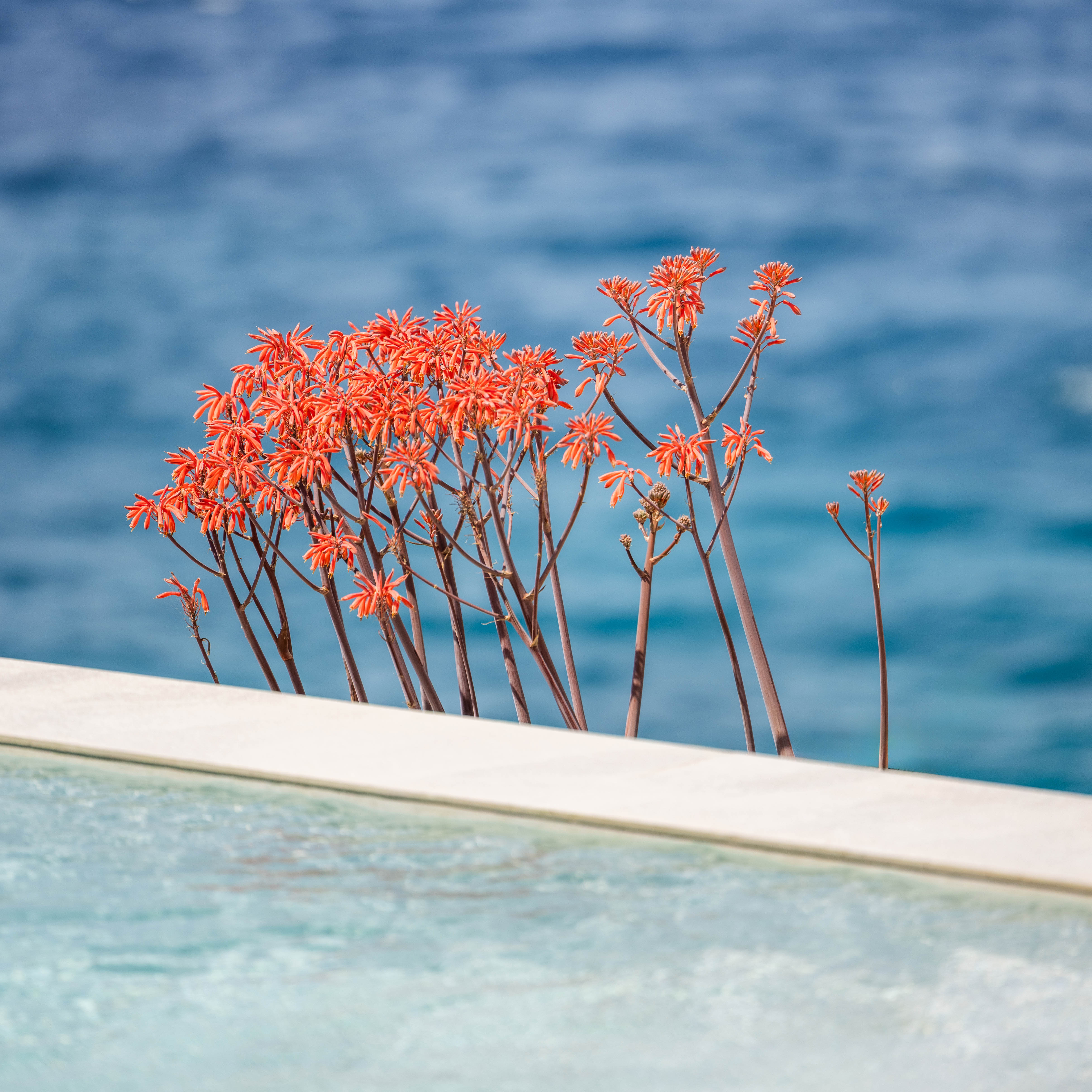 Sea, Pines, and the Quiet Bloom — A Field Note from Kep Merli