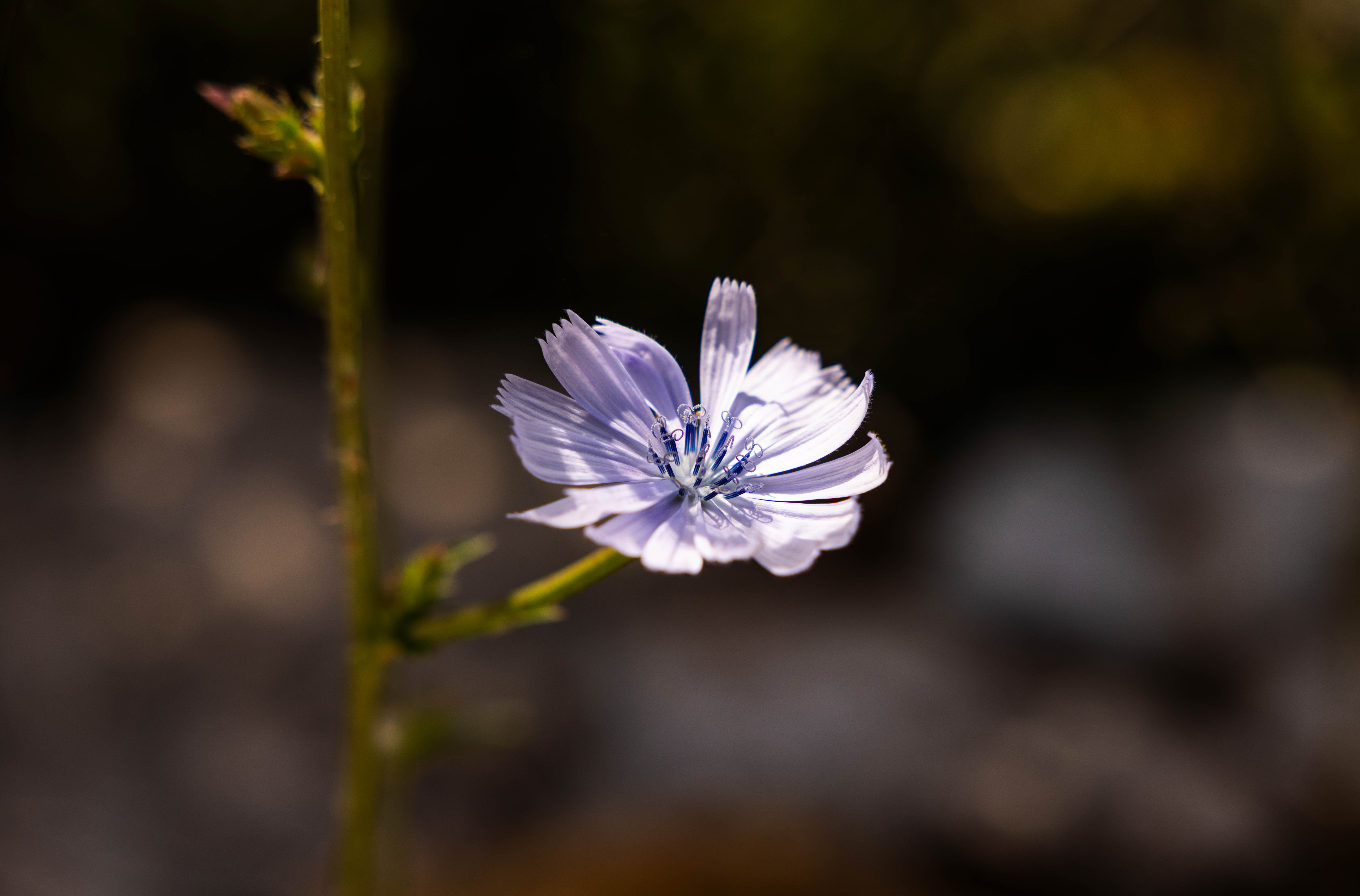 Sea, Pines, and the Quiet Bloom — A Field Note from Kep Merli