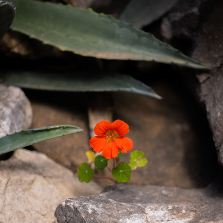 Sea, Pines, and the Quiet Bloom — A Field Note from Kep Merli