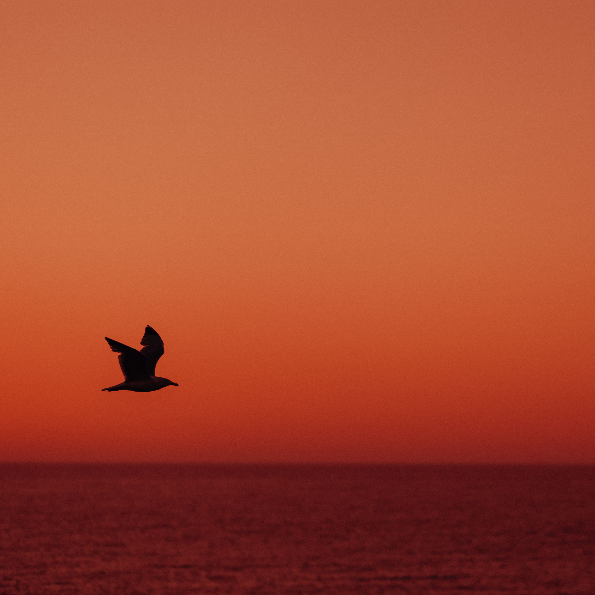 Belong. - The New Kep Merli Chapter