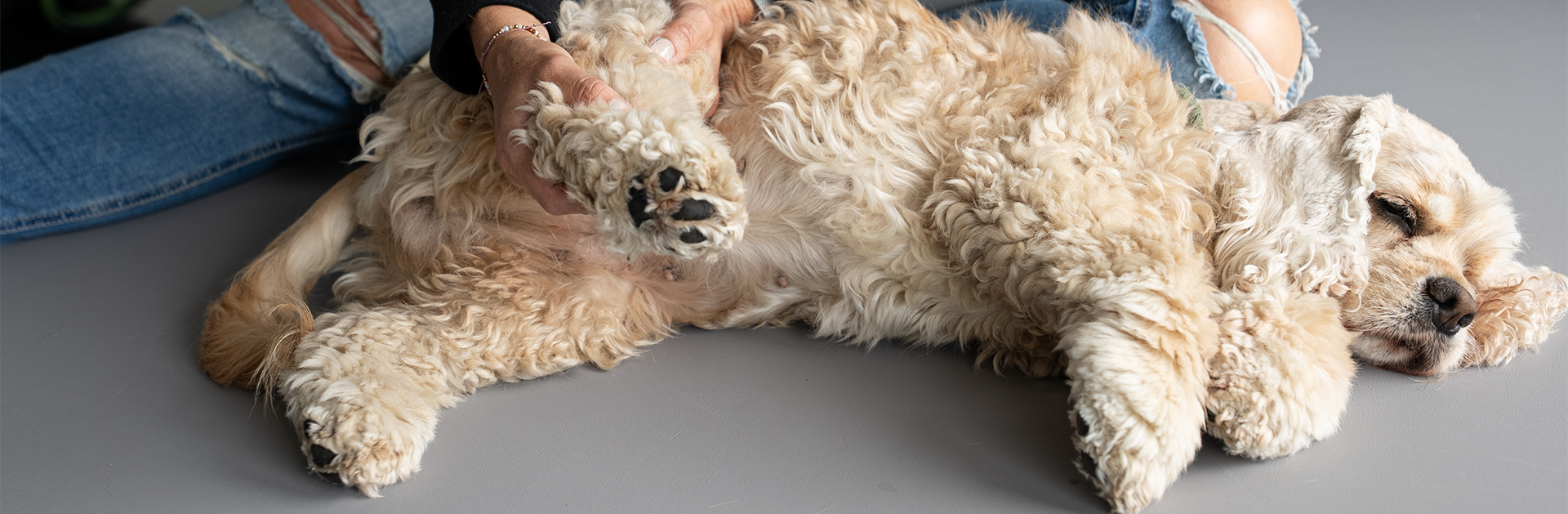 Hundephysiotherapie Allgäu Headerbild über mich