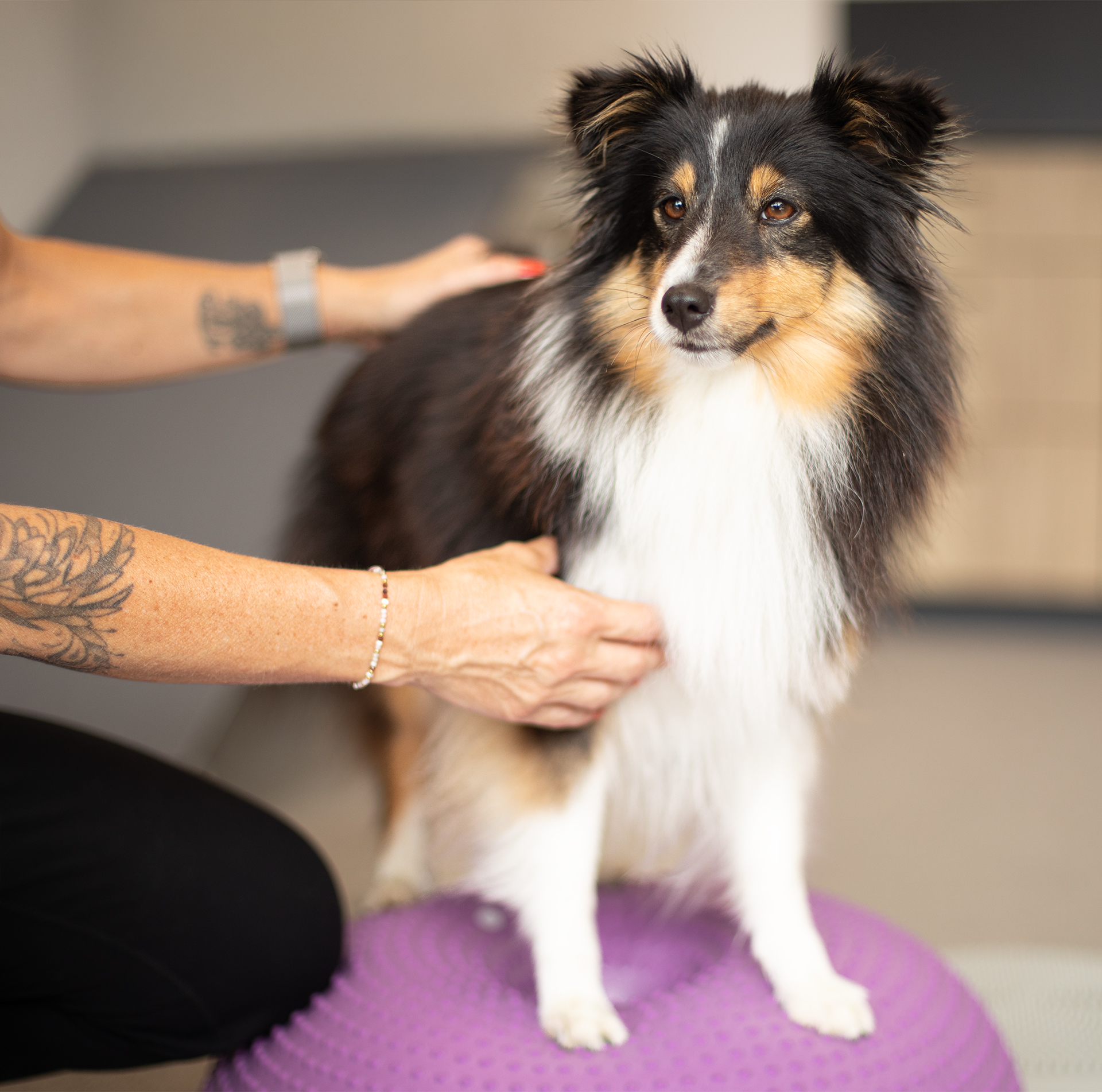 Hundephysiotherapie Allgäu Sheltie