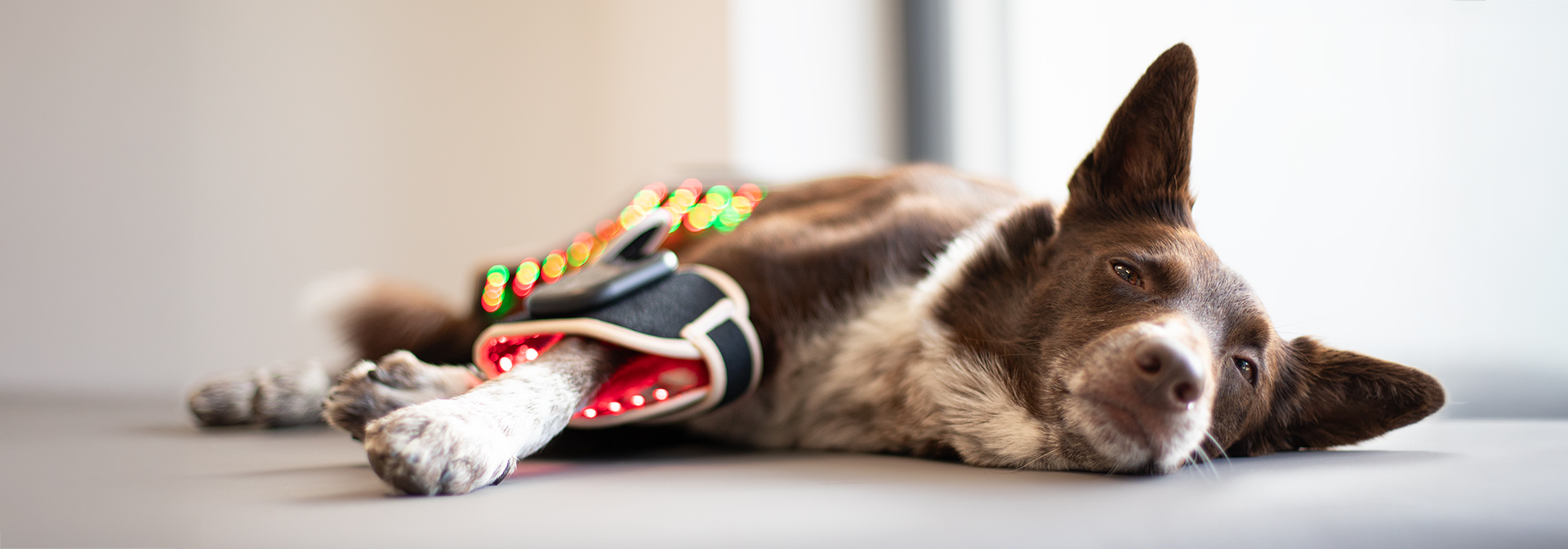 Hundephysiotherapie Allgäu Leistungen Header Bild