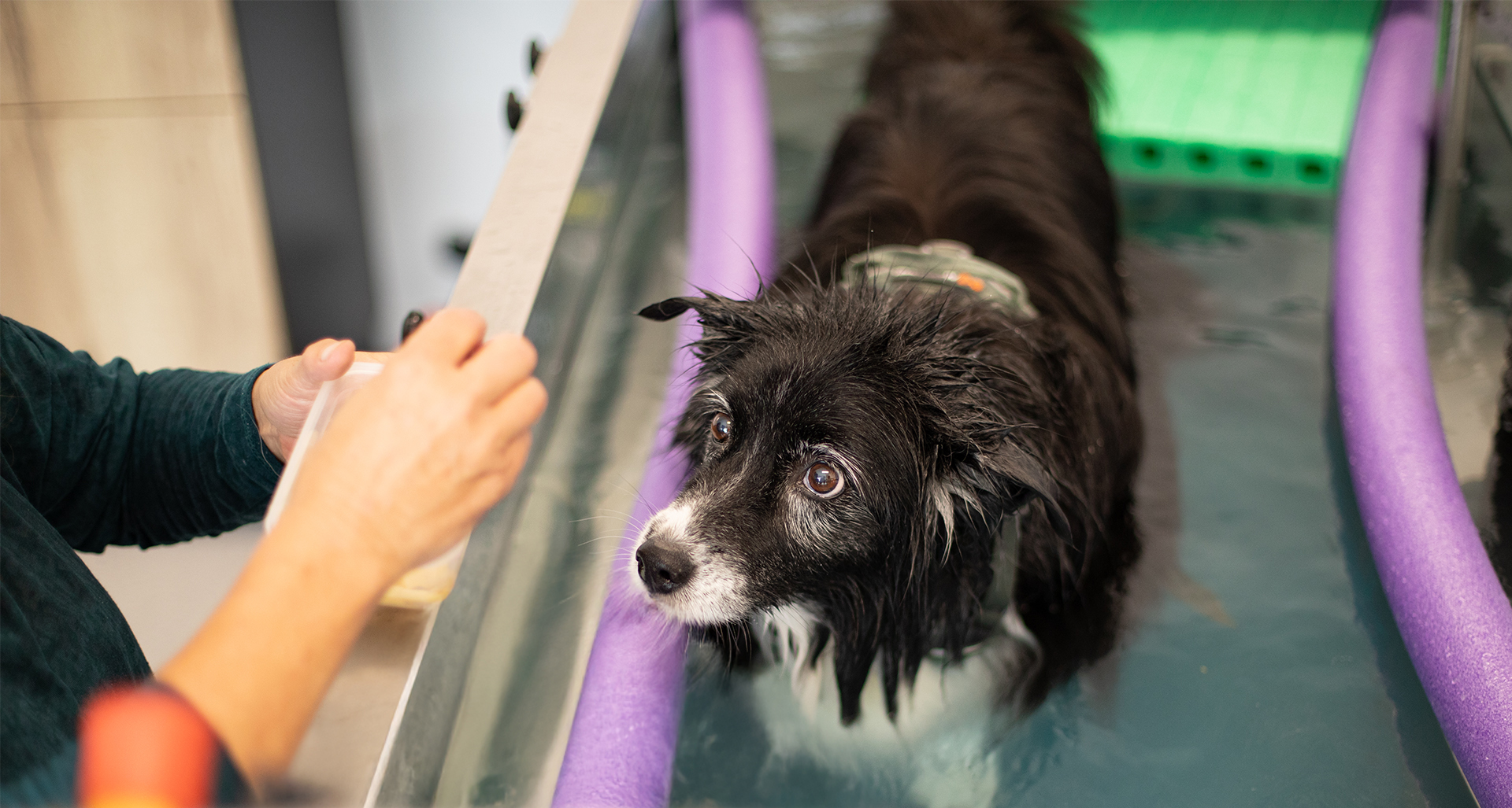 Unterwasserlaufband Hundephysiotherapie Allgäu