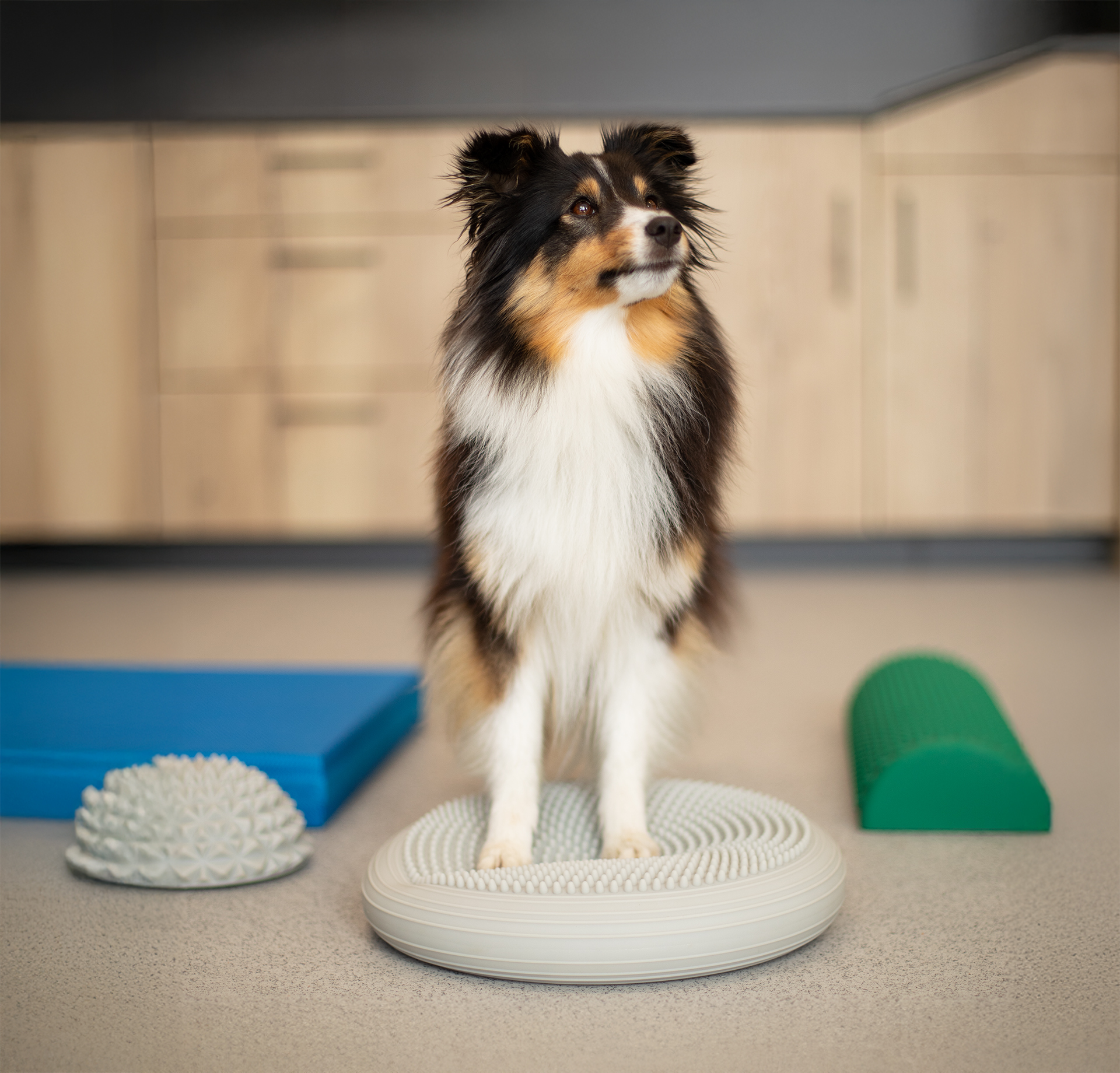 Sheltie Behandlung Hundephysiotherapie Allgäu