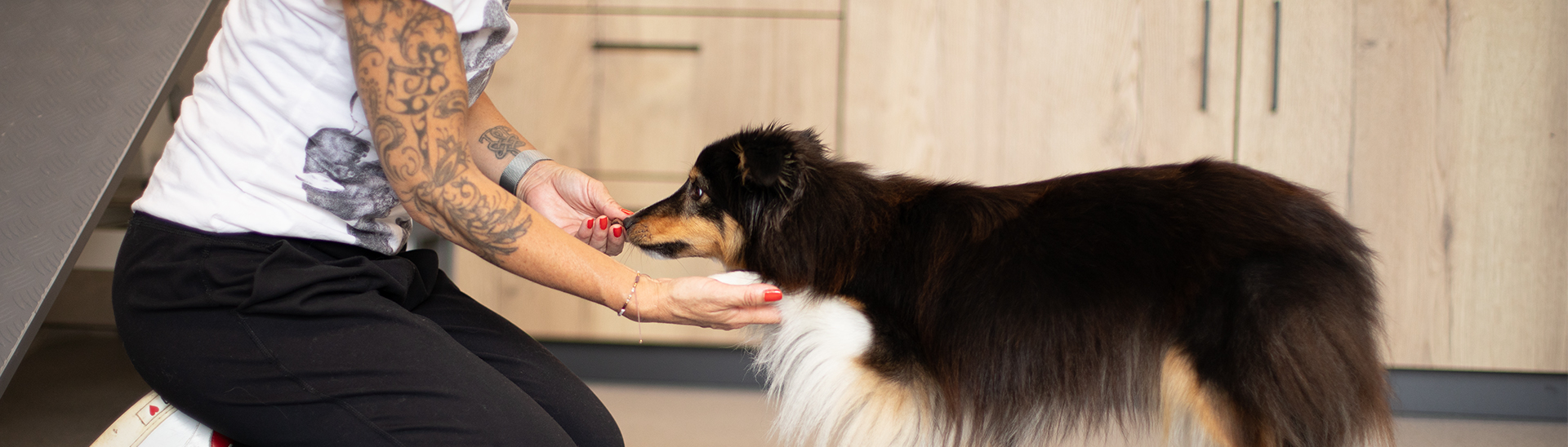 Preise Hundephysiotherapie Allgäu Header Bild