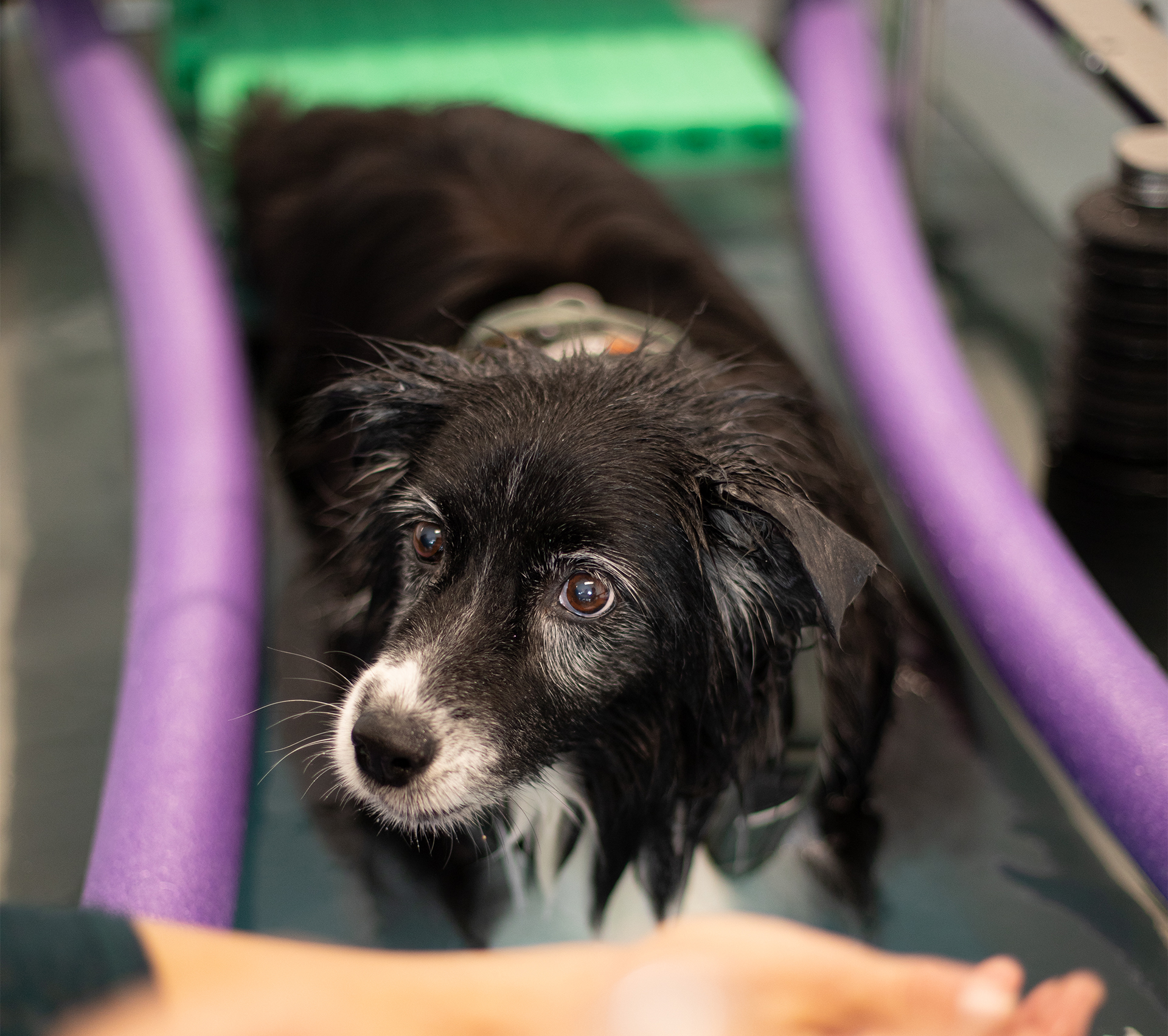 Kontakt Bild Hundephysiotherapie Allgäu
