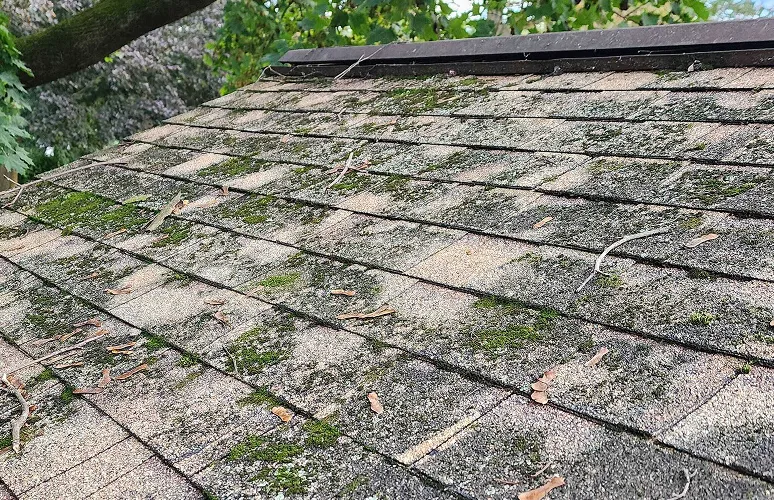 Shingle roof with patches of moss and scattered debris.