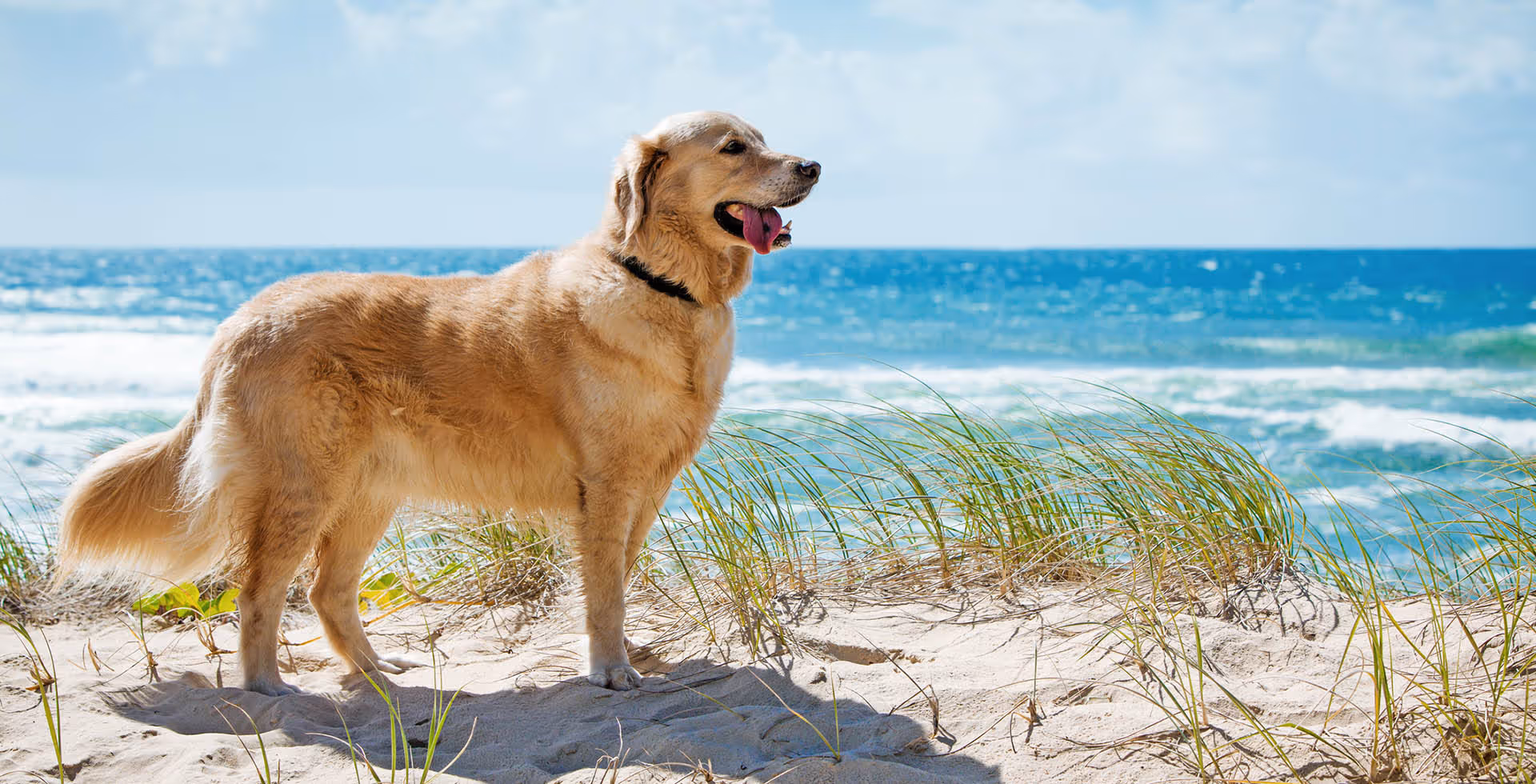 Top 10 dog friendly beaches in Costa Blanca South