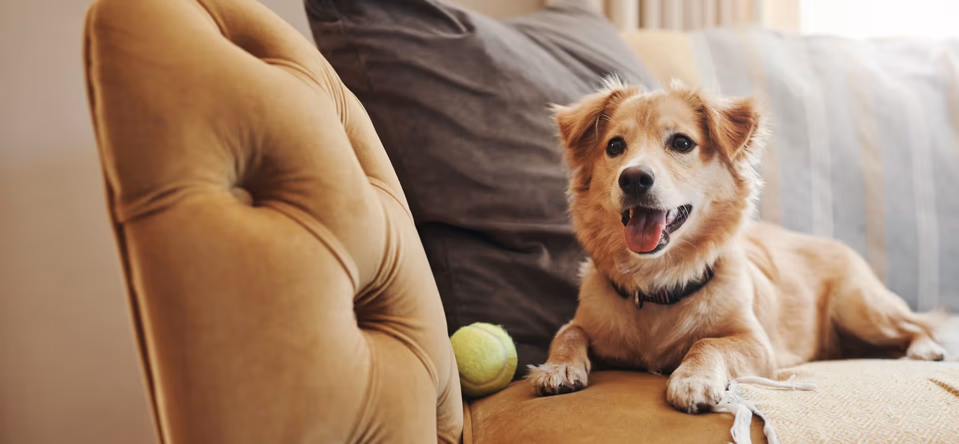 HappyPet in-home pet care