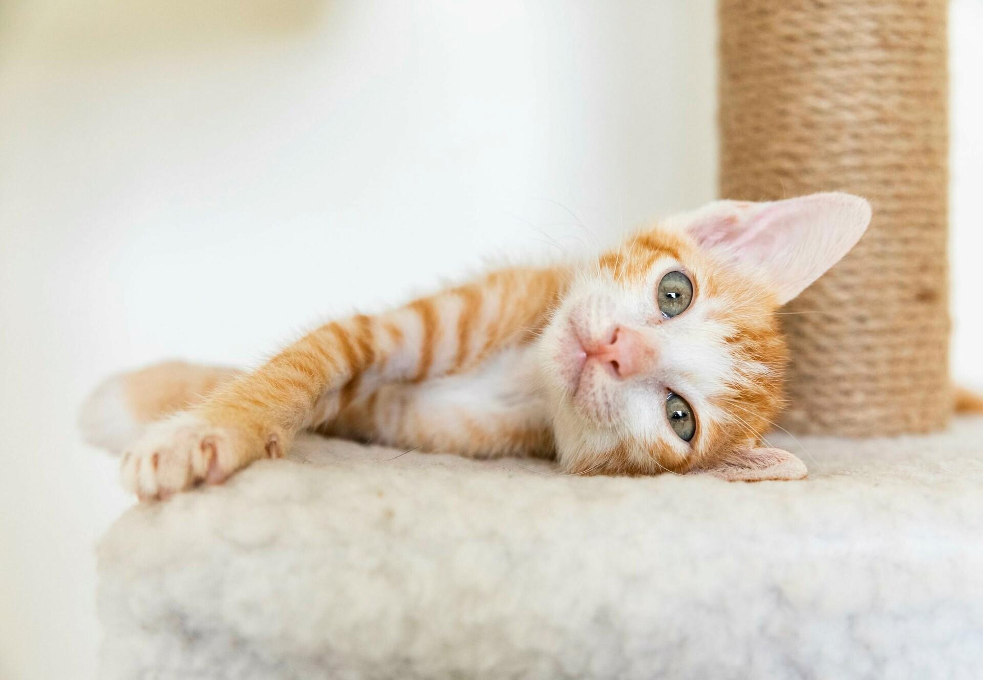 HappyPet cat sitting service