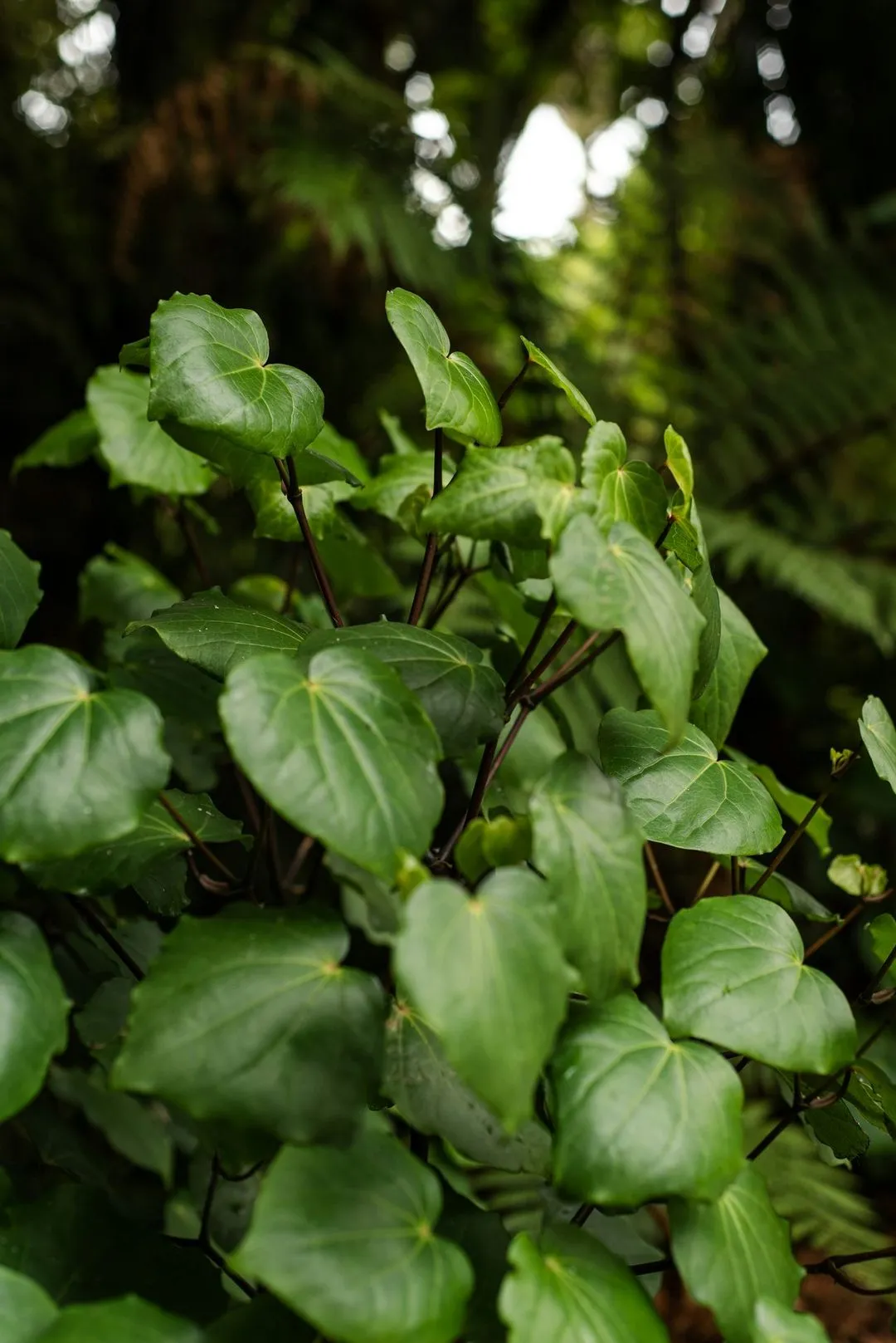 Close-up of vibrant green leaves with a heart shape, set against a blurred lush green background of ferns and foliage.