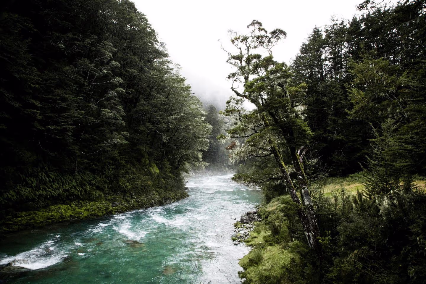 A serene river flows through a lush, misty forest, surrounded by trees and moss-covered rocks, creating a tranquil wilderness scene.