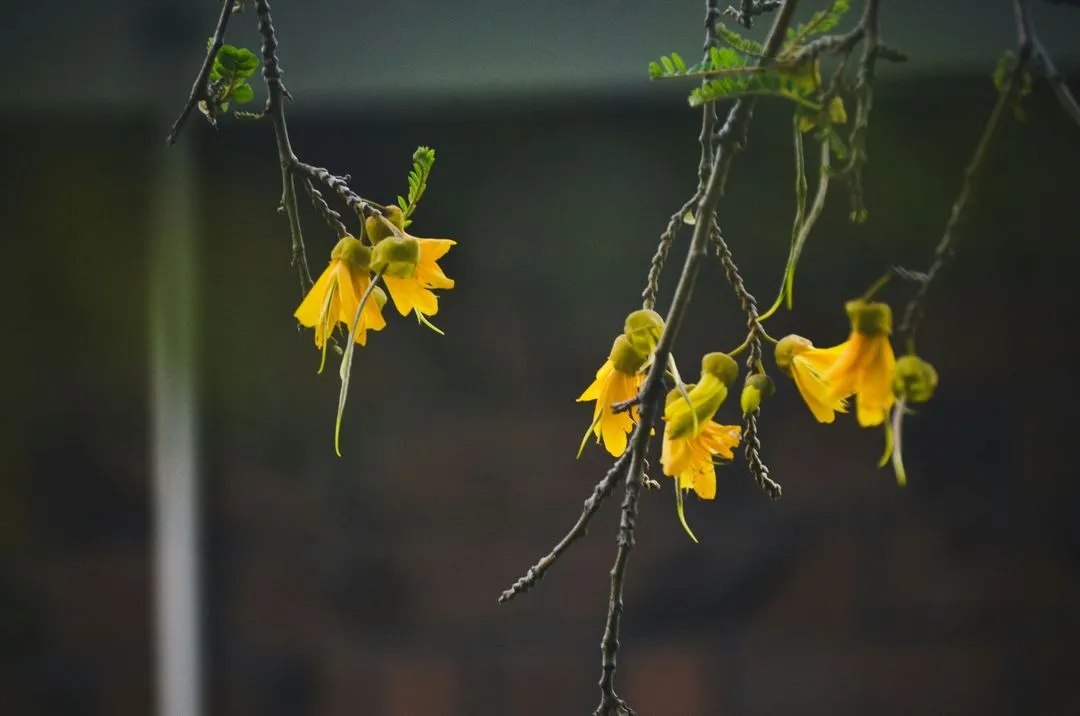 A cluster of vibrant yellow flowers on thin branches, set against a softly blurred dark background.