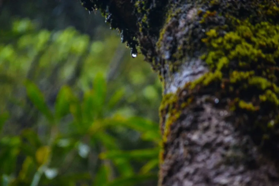 Close-up of a moss-covered tree trunk with a single droplet of water clinging to it, surrounded by lush greenery in the background.