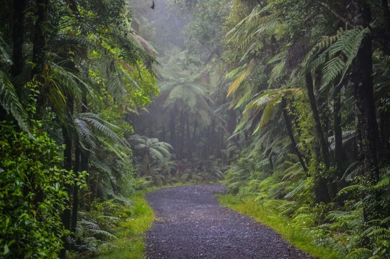 A winding pathway through a lush, misty forest filled with ferns and tall trees, creating a serene, natural atmosphere.