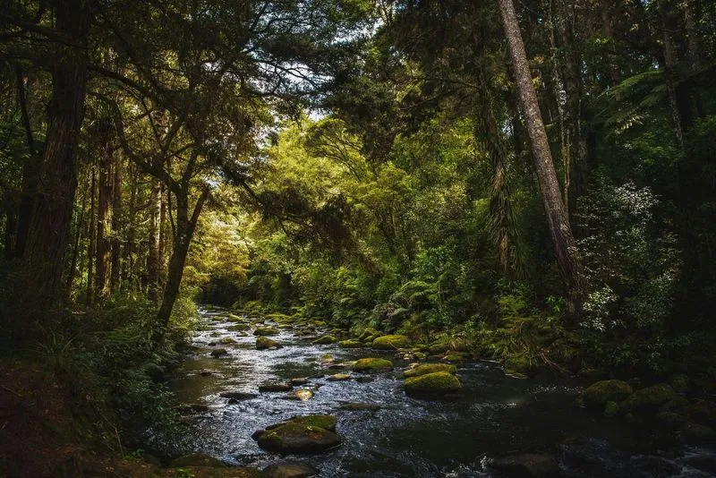A tranquil forest scene with a meandering stream, surrounded by lush greenery and towering trees under soft, dappled sunlight.