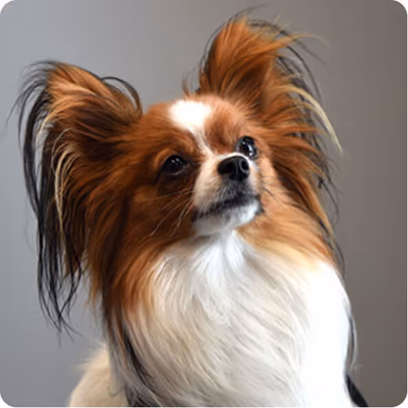 Brutus Henri, Resident Therapy Dog