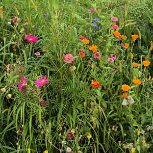button image_flowers