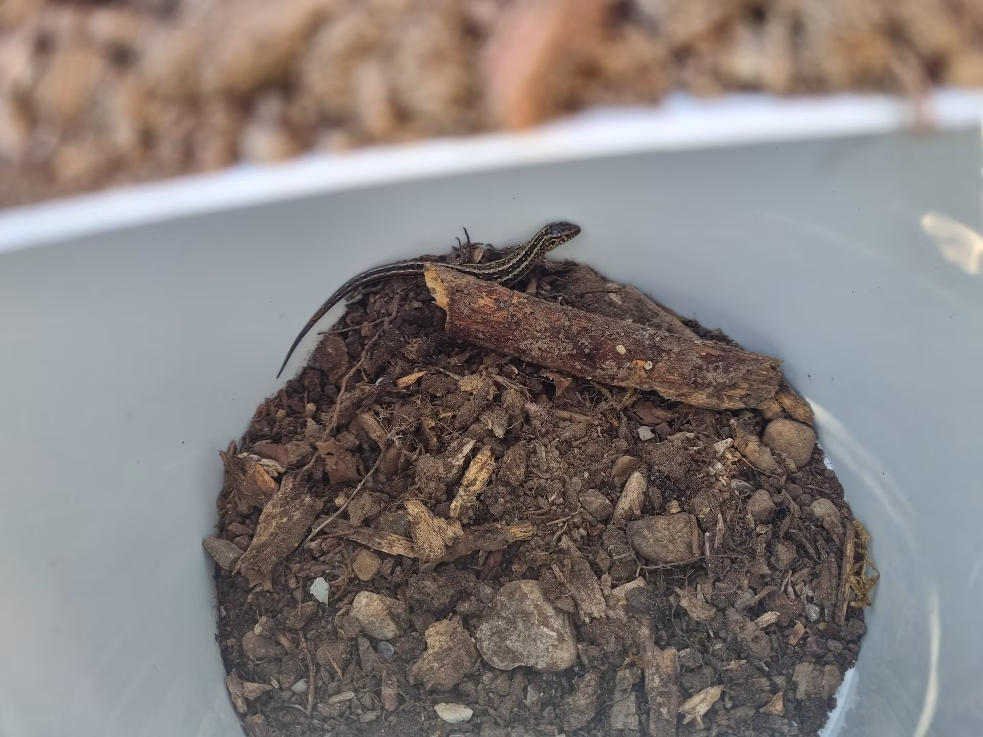Small striped lizard resting on soil and a piece of wood inside a white container.