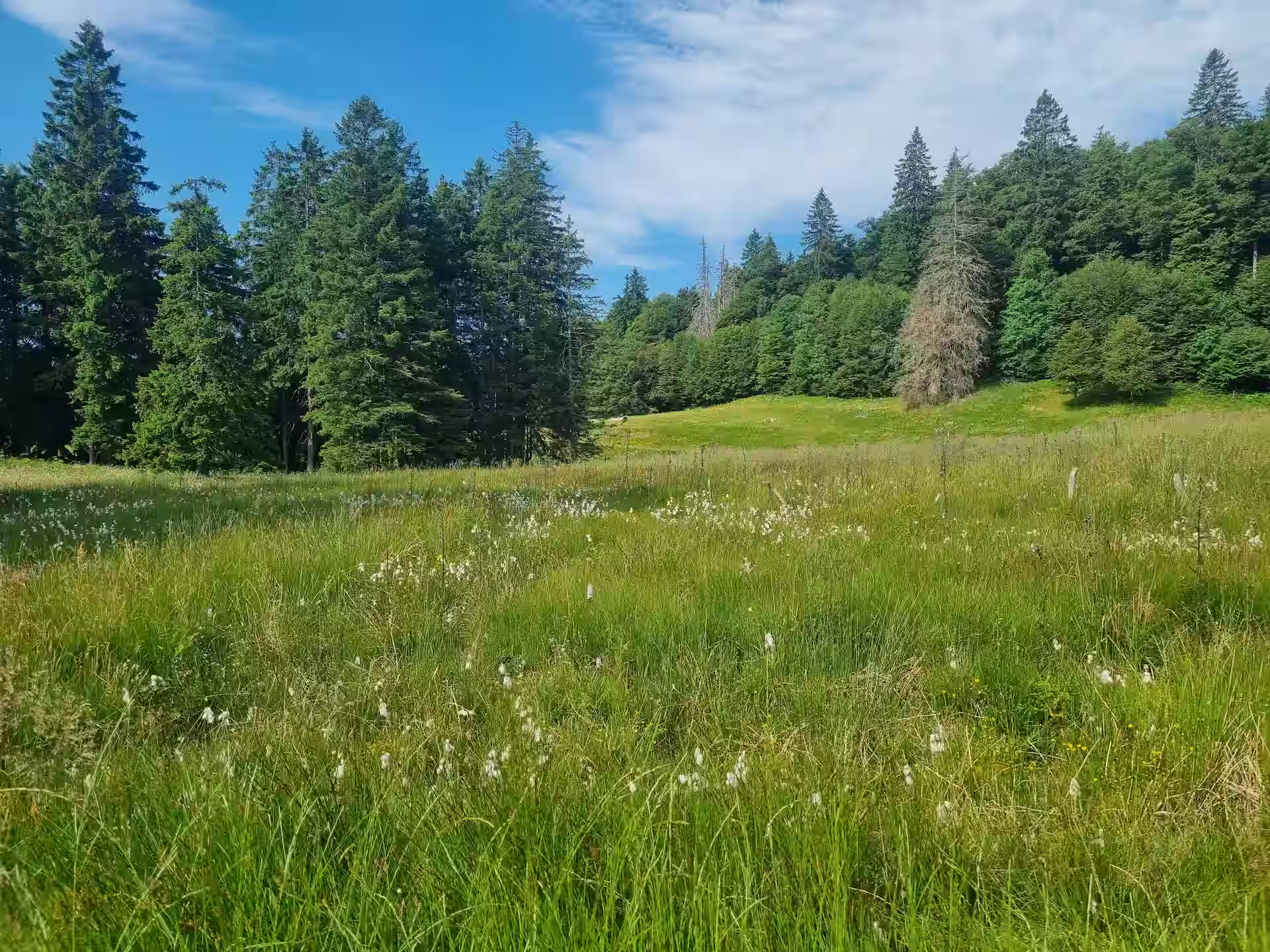 Green meadow with wildflowers and tall grass bordered by dense evergreen trees under a partly cloudy blue sky.