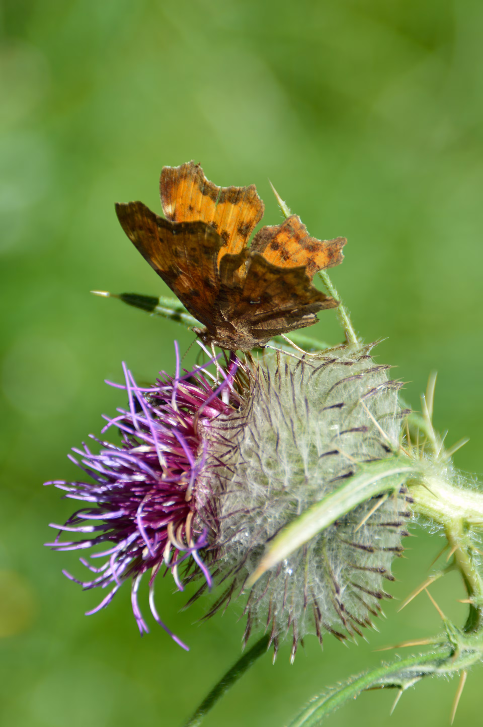 Orange and brown butterfly perched on a spiky thistle flower with purple petals against a blurred green background.